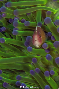 Pink skunk anemonefish by Peter Allinson 